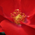 Crvena  - Floribunda ruže - Fred Loads
